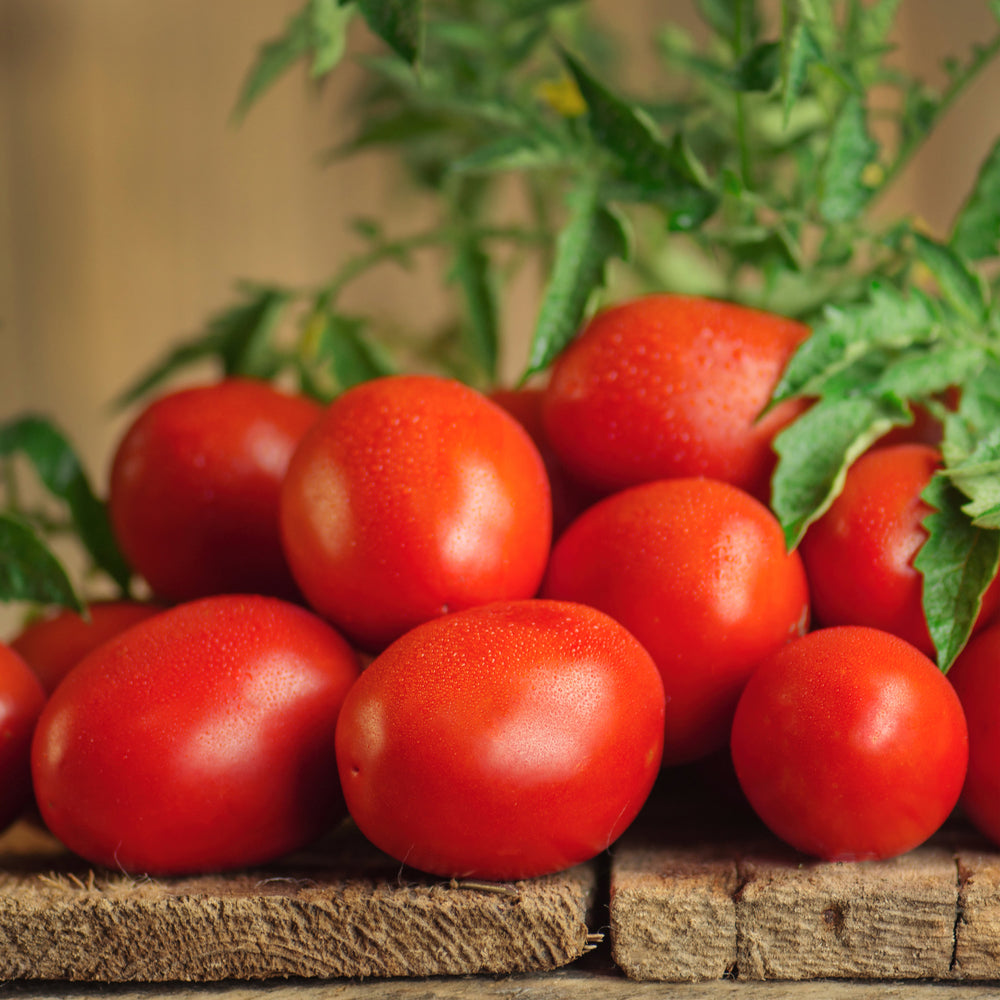 Roma Tomato 3-Pack Plugs