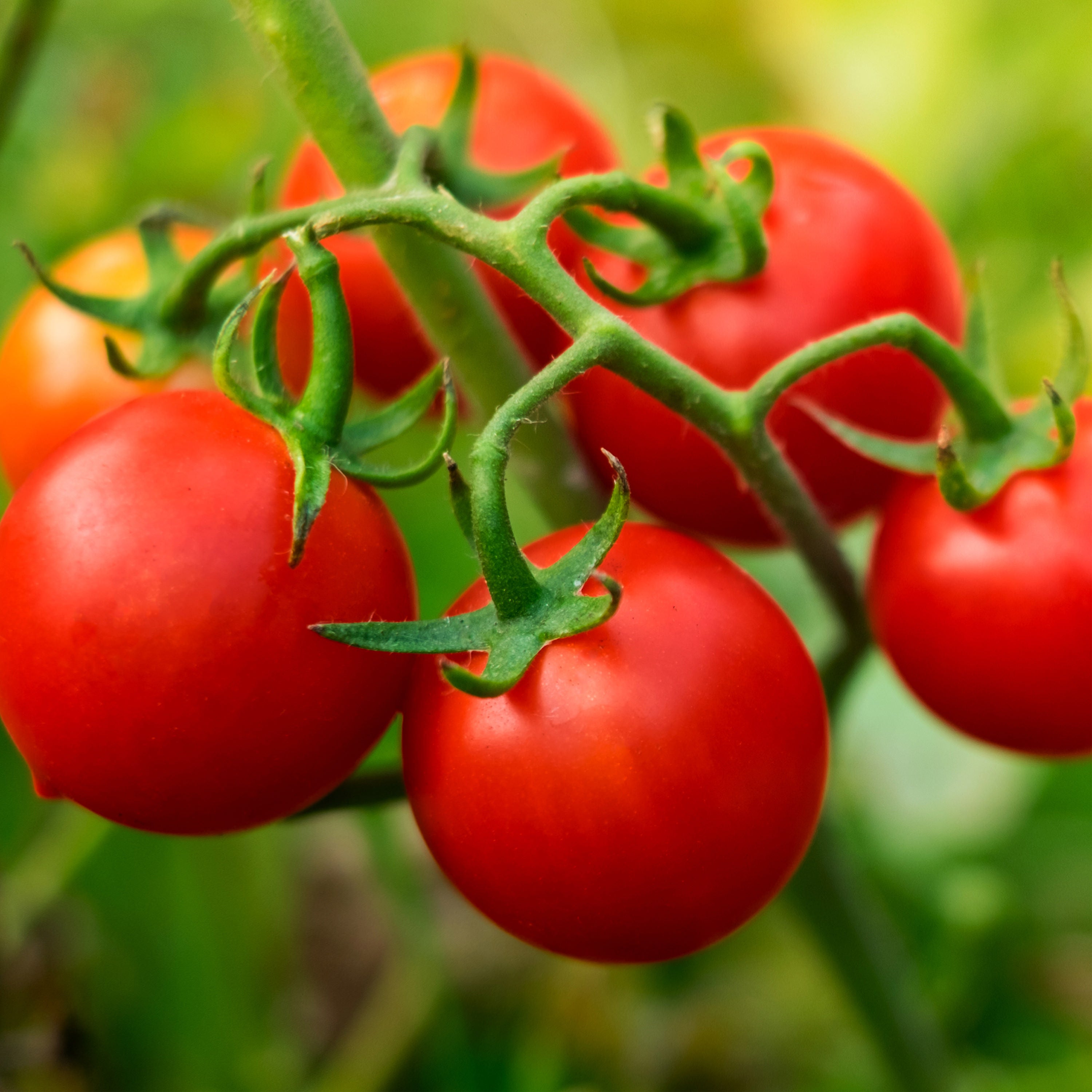 Husky Red Cherry Tomato – Bonnie Plants