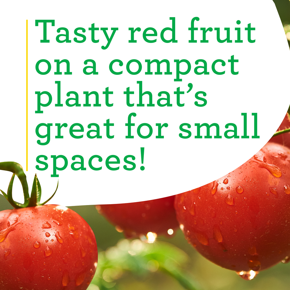 Patio Tomato (2 Pack)
