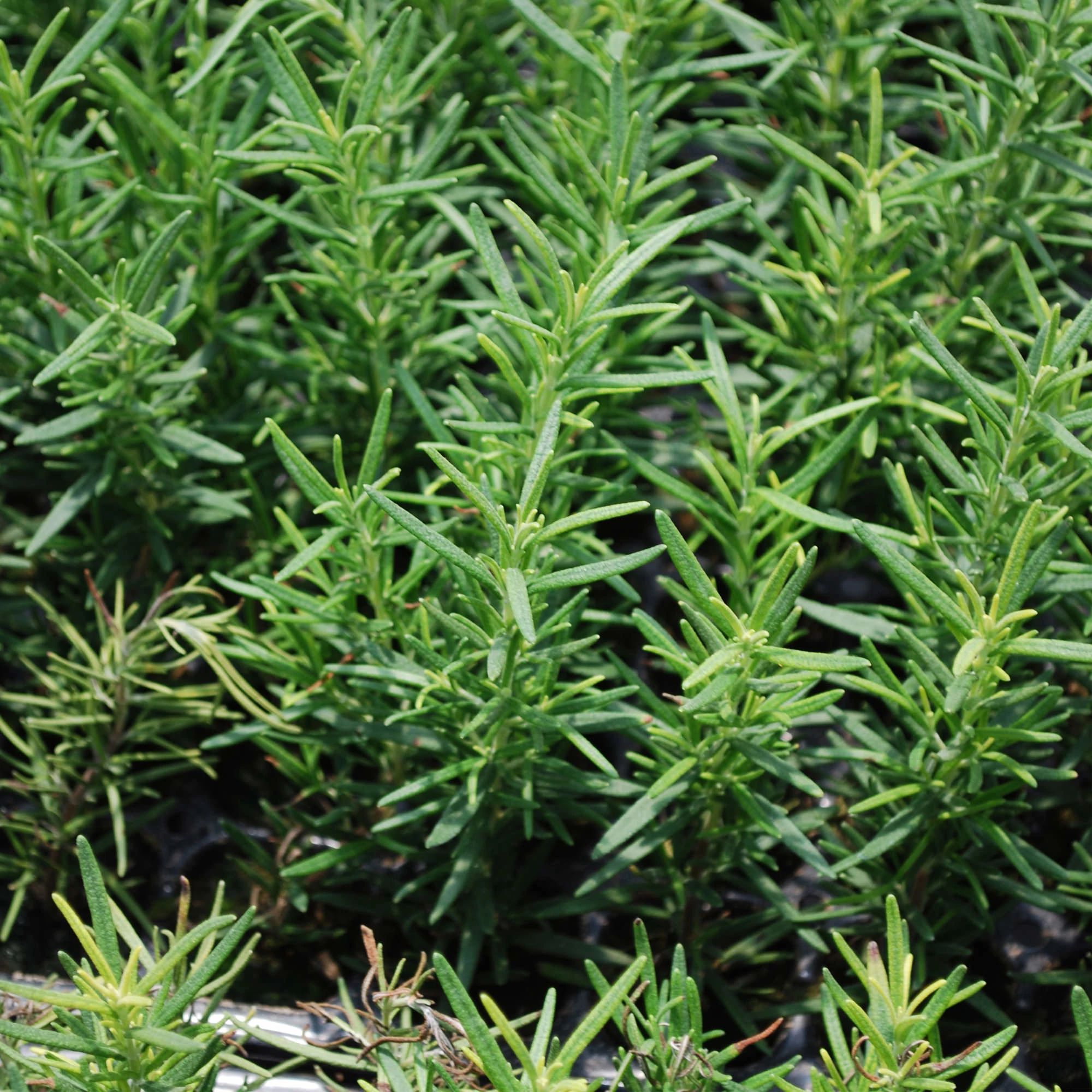 is rosemary a succulent Rosemary