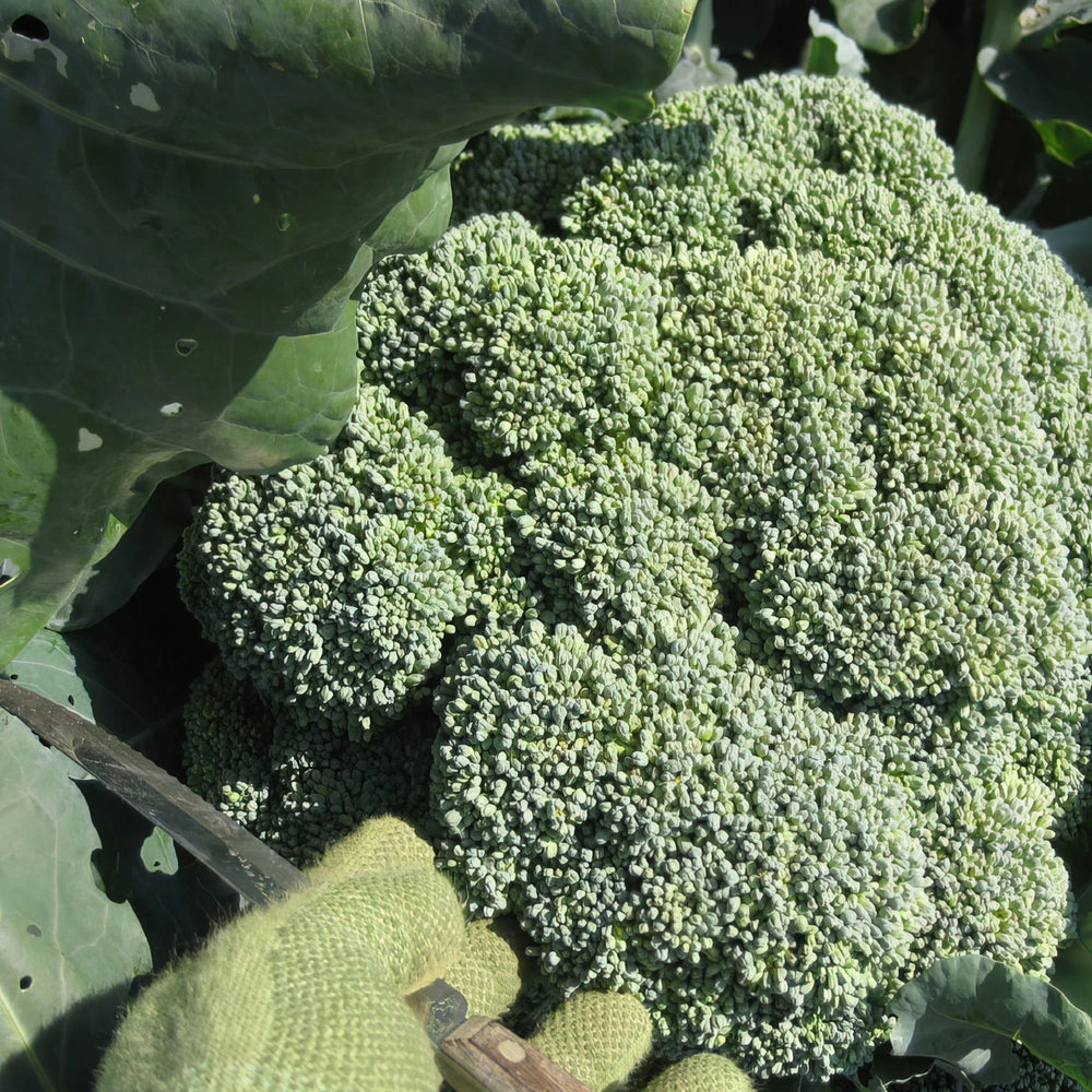 Aspabroc Baby Broccoli 2-Pack