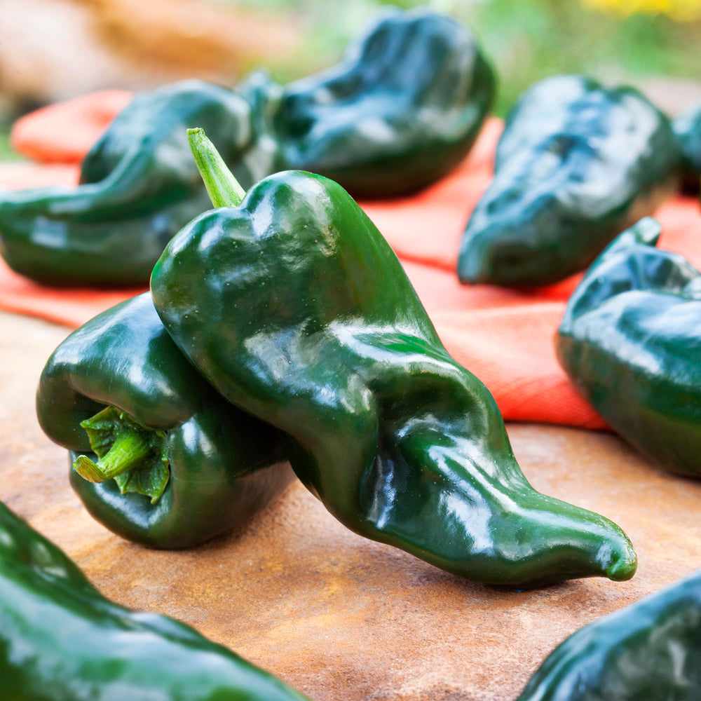 Poblano (Ancho) Pepper – Bonnie Plants