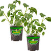 Clancy Gold Potato (2 Pack)
