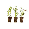 Thyme Plugs (3 Pack)