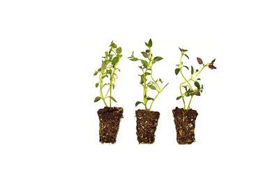 house plant plugs Thyme Plugs (3 Pack)