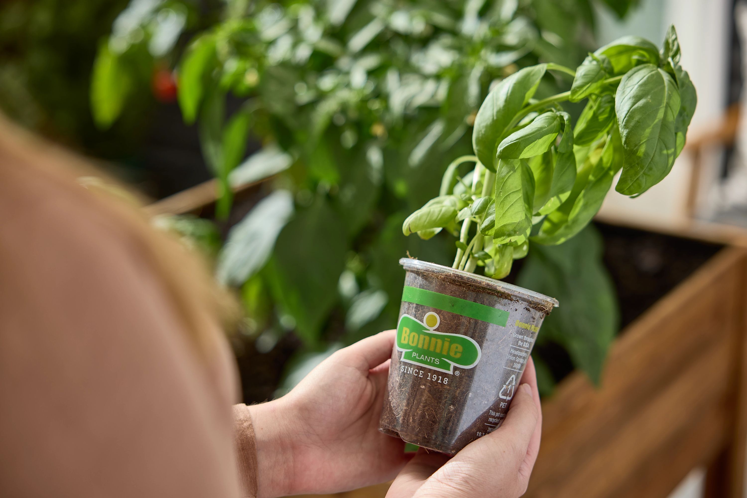 Jalapeño – Bonnie Plants