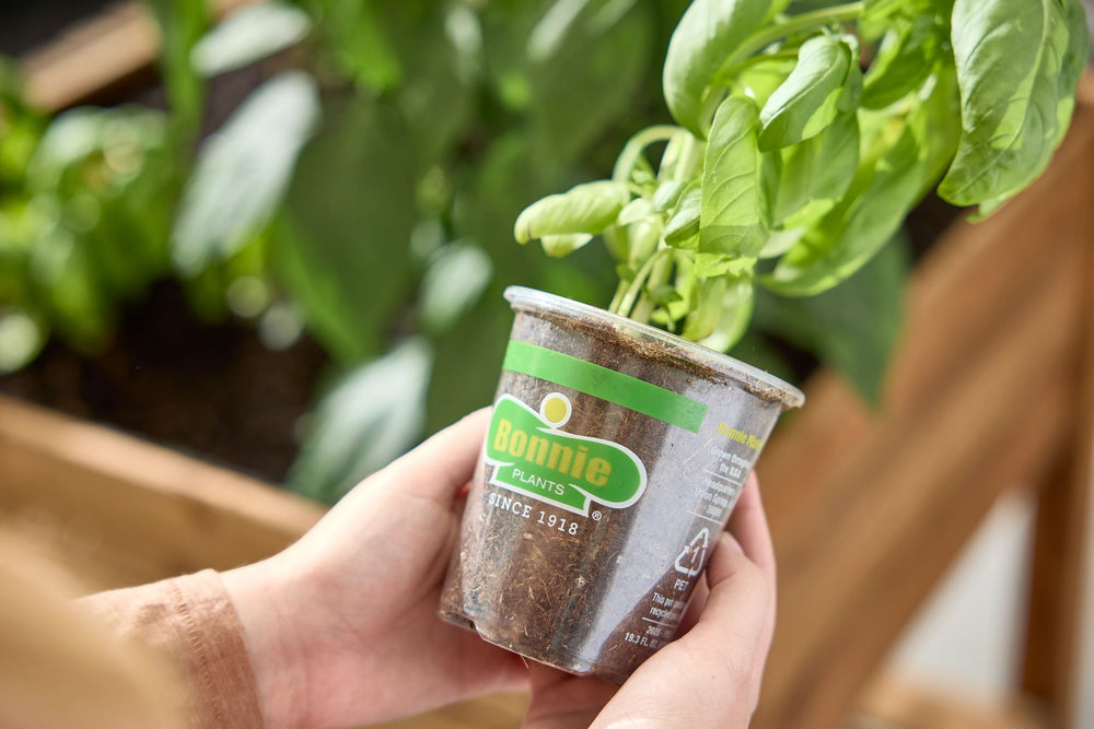 holy basil potted plant Holy Basil (2 Pack)