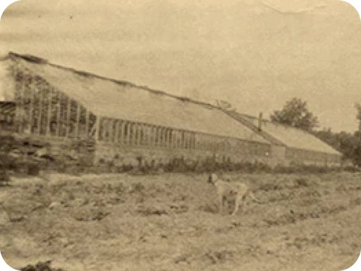 Historical photo of the first greenhouses erected by Bonnie Plants in 1936, along with the introduction of the first delivery truck.