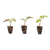 Husky Cherry Tomato Plugs (3 Pack)