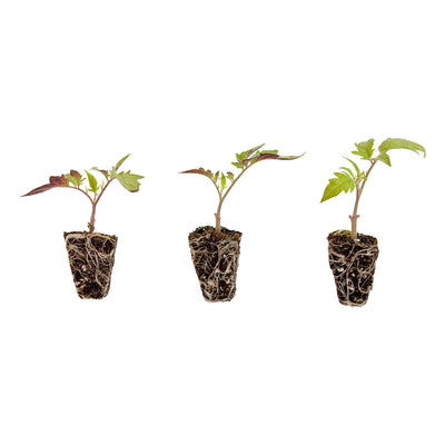 plant plug pots Husky Cherry Tomato Plugs (3 Pack) – Bonnie Plants