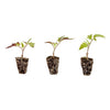 Roma Tomato Plugs (3 Pack)