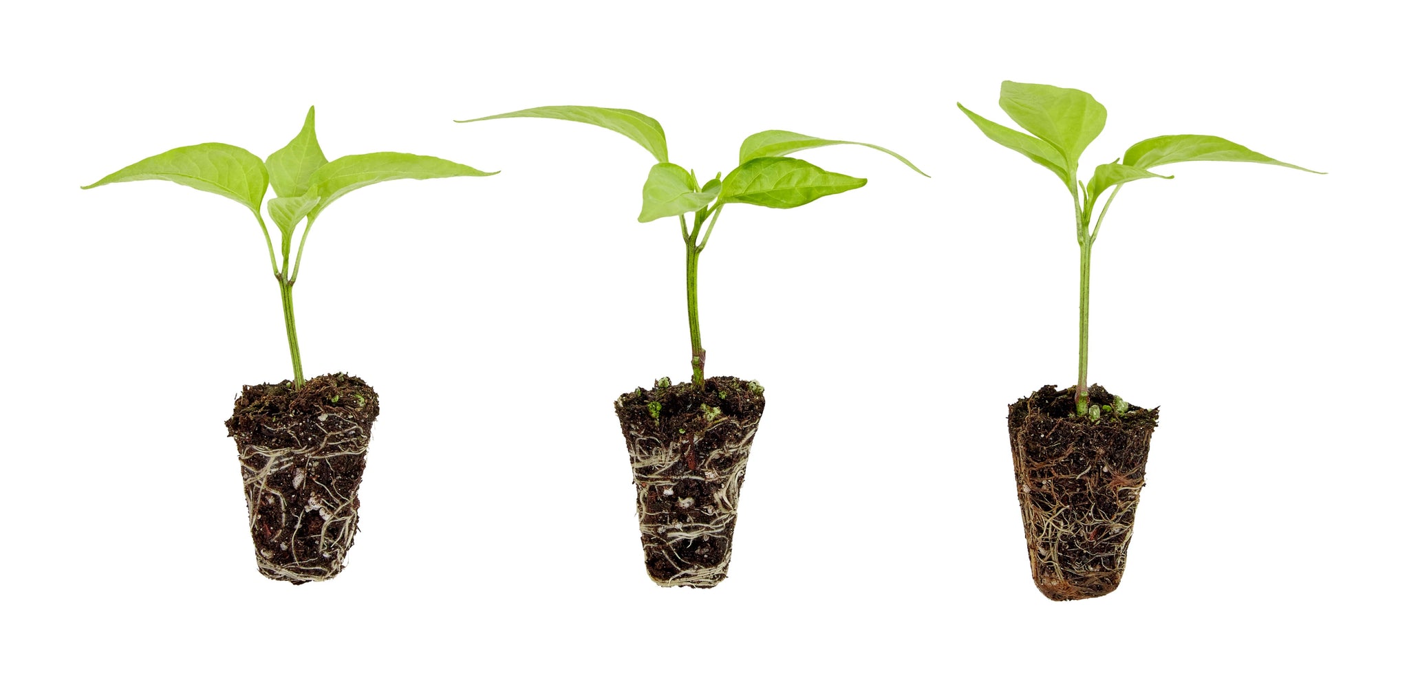 do jalapeno plants need a trellis Jalapeno Pepper 3-Pack Plugs