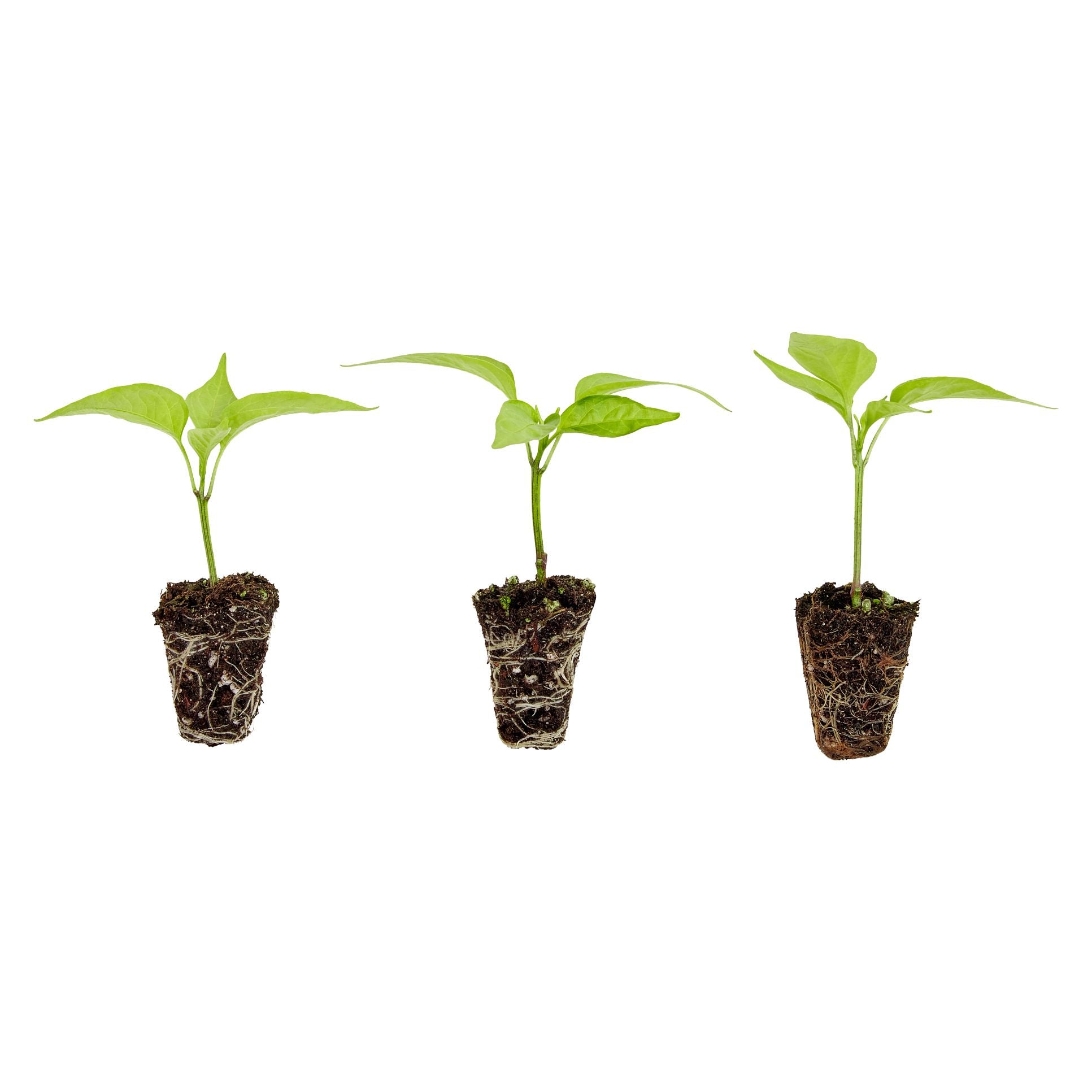 pots for bell pepper plants Bell Pepper Plugs (3 Pack) – Bonnie Plants