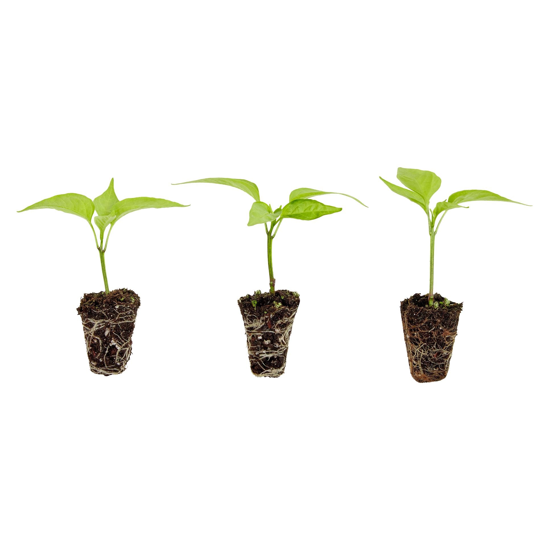 Habanero Pepper Plugs (3 Pack) – Bonnie Plants