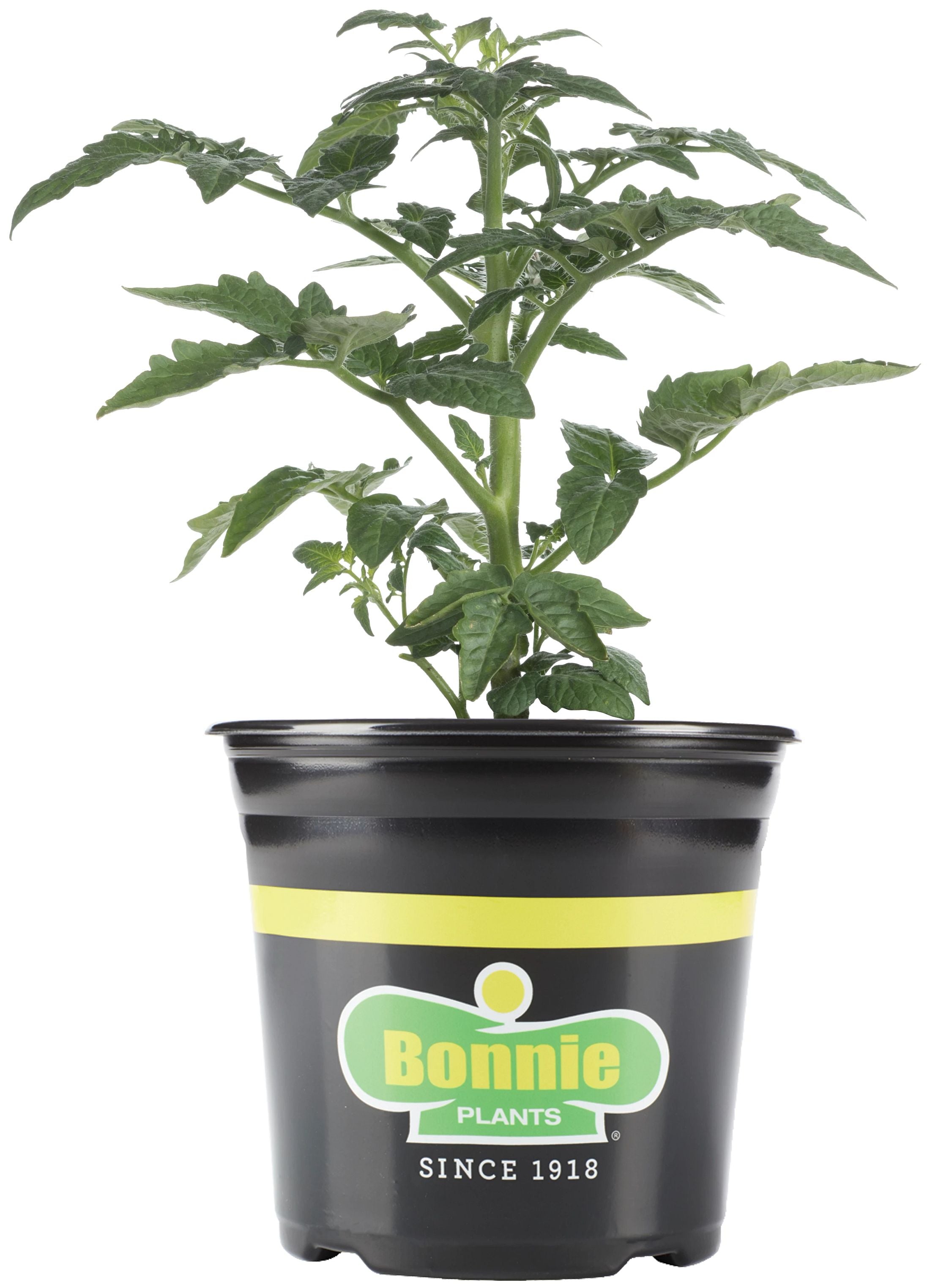 Heatmaster Tomato – Bonnie Plants