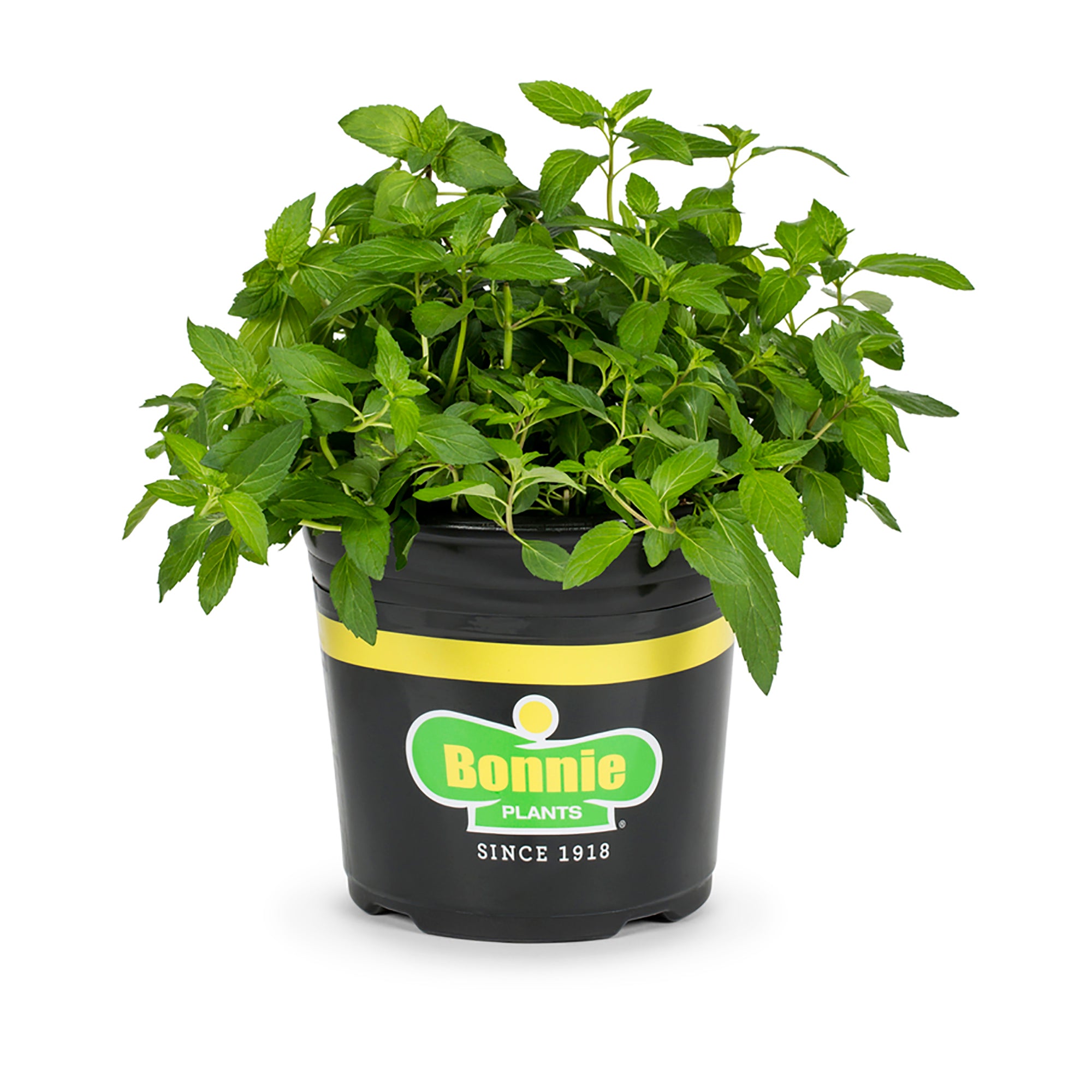 Sweet Mint – Bonnie Plants