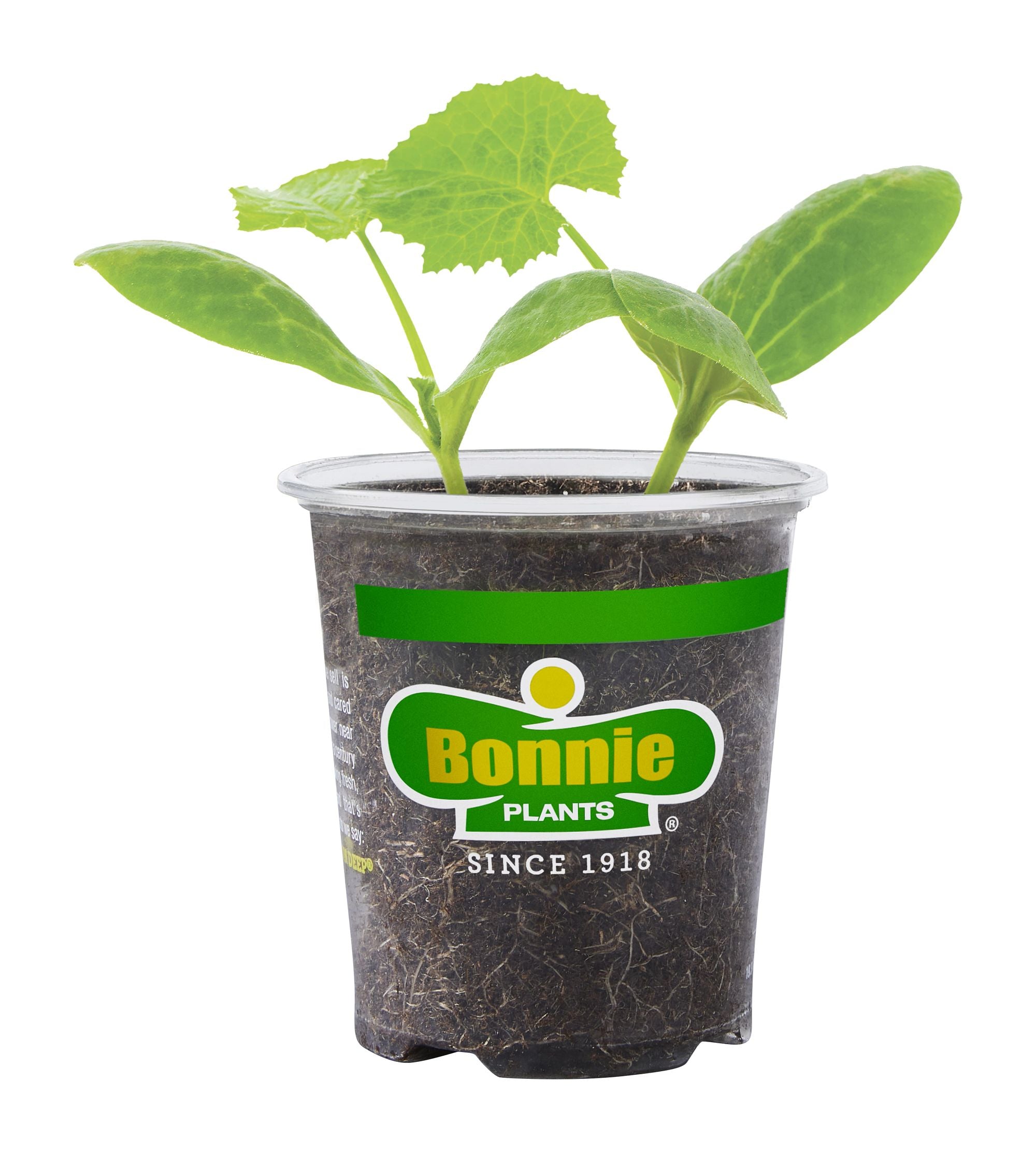 Black Beauty Zucchini (In Store Only) – Bonnie Plants