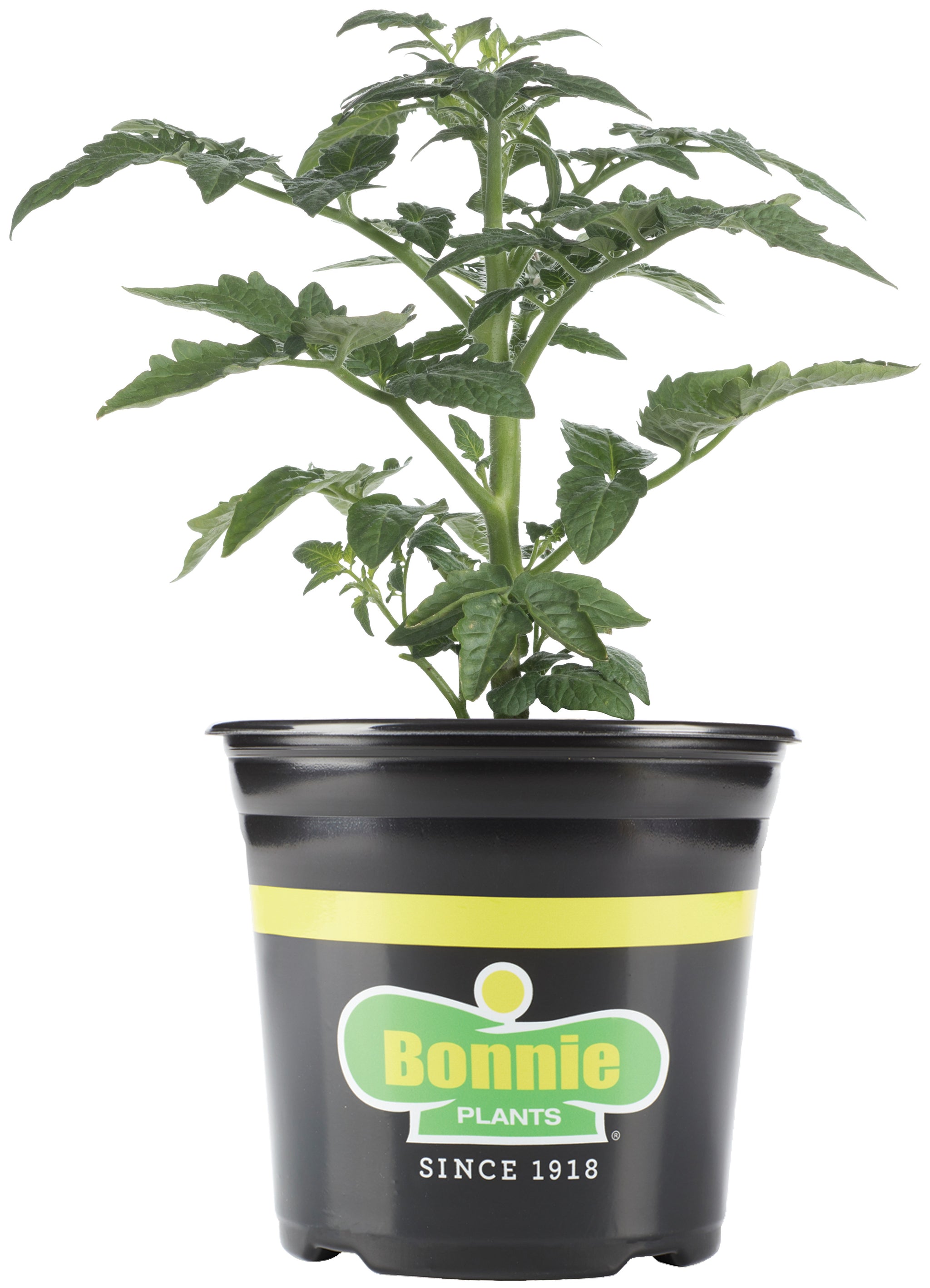 Beefsteak Tomato