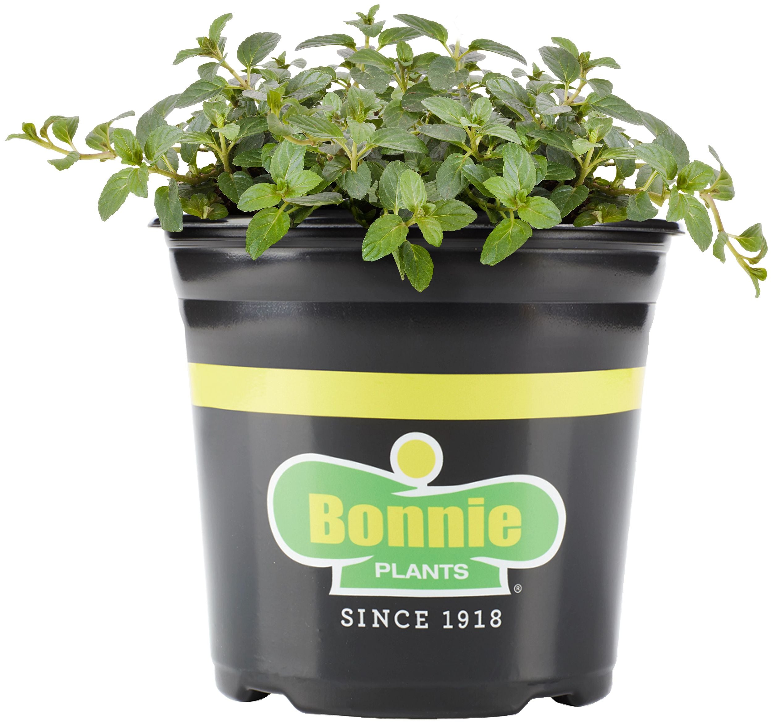 Peppermint Mint – Bonnie Plants