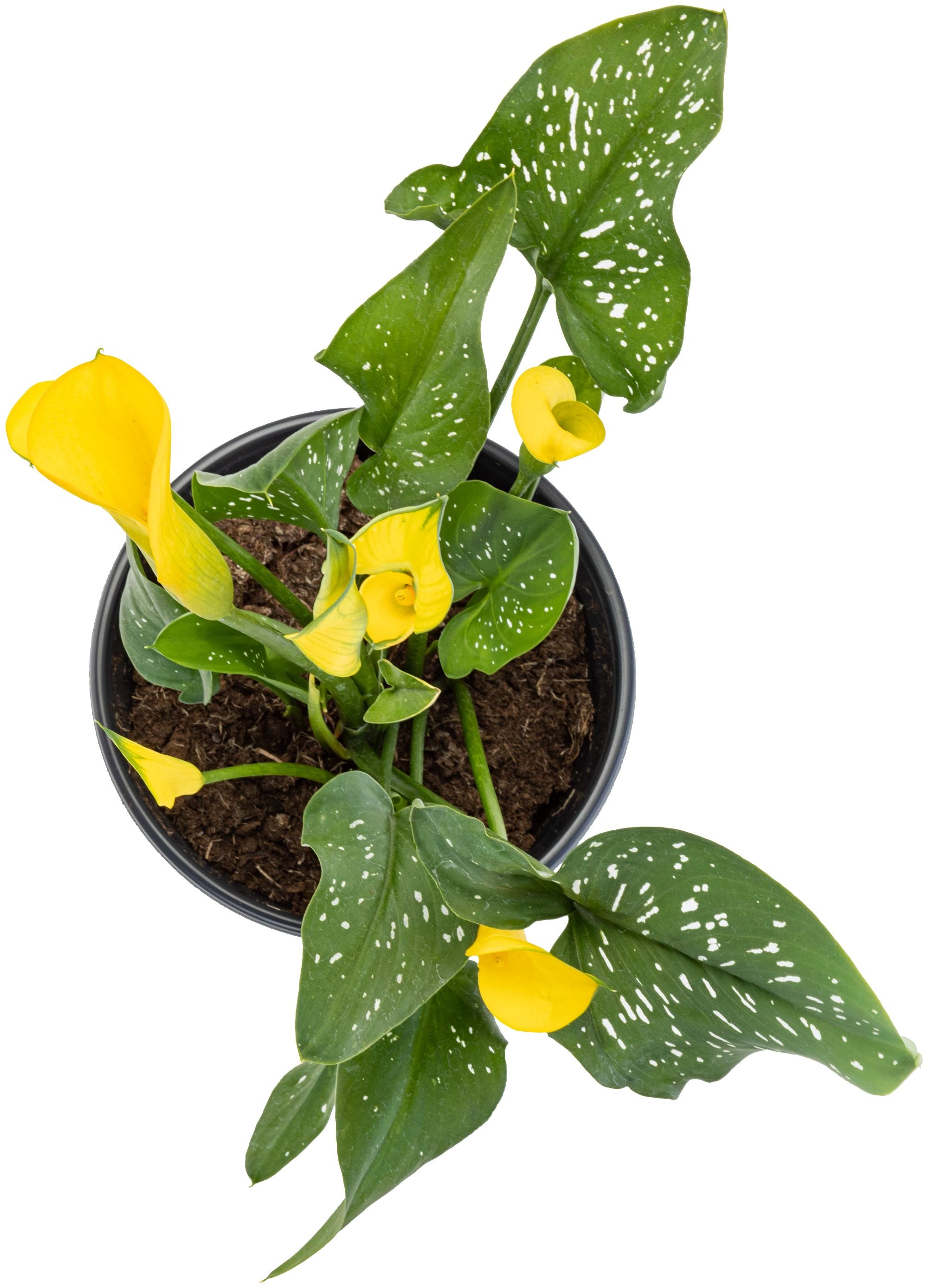calla lily plant yellow leaves Yellow Calla Lily