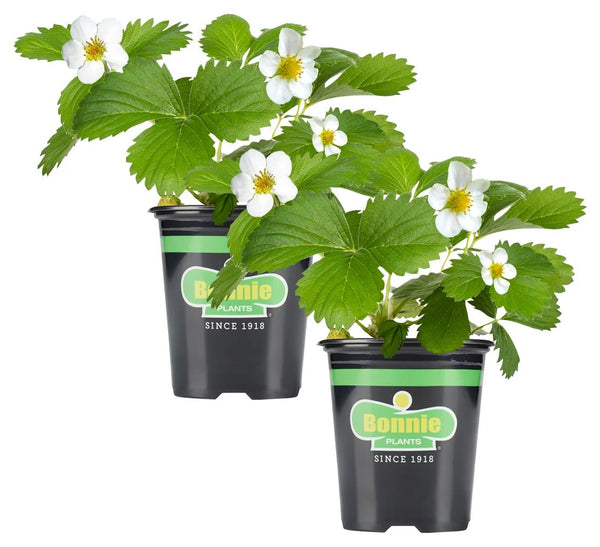 Seascape Strawberry | Bonnie Plants