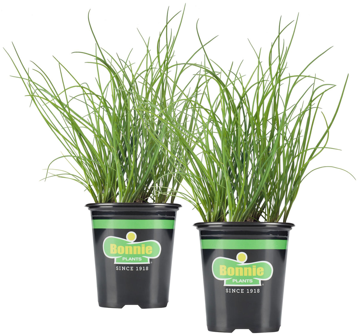 Organic Chives (2 Pack) – Bonnie Plants
