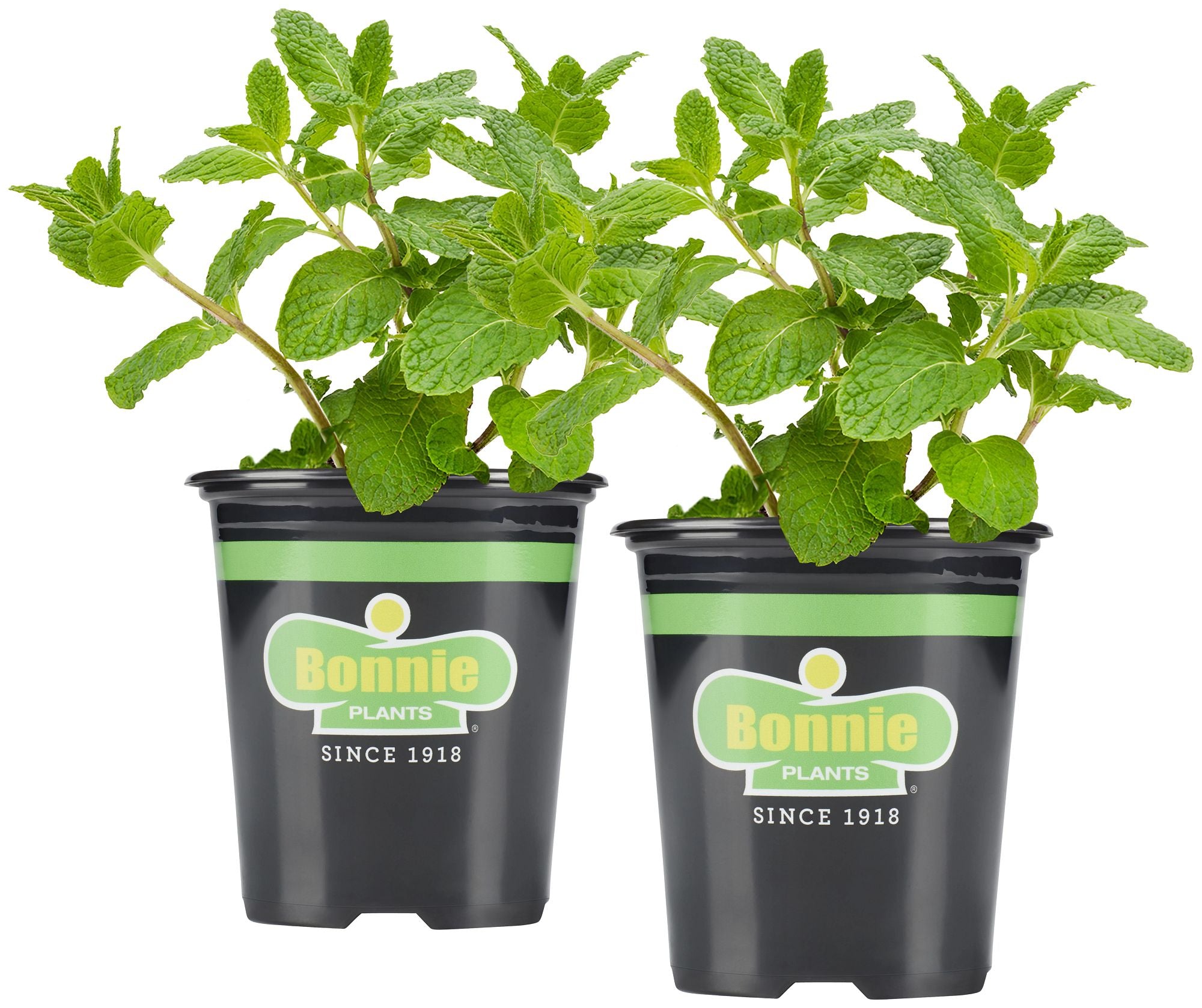 potting mix for mint plant Sweet Mint – Bonnie Plants