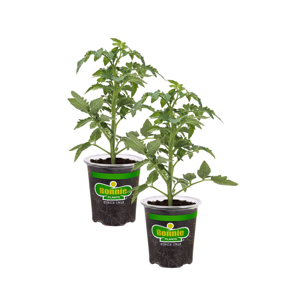 summer sauce tomato plant Summer Set Tomato