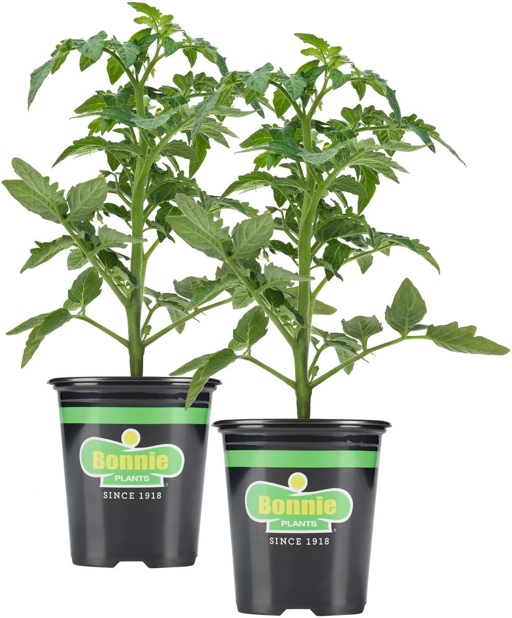 cinnamon tomato plants Husky Red Cherry Tomato
