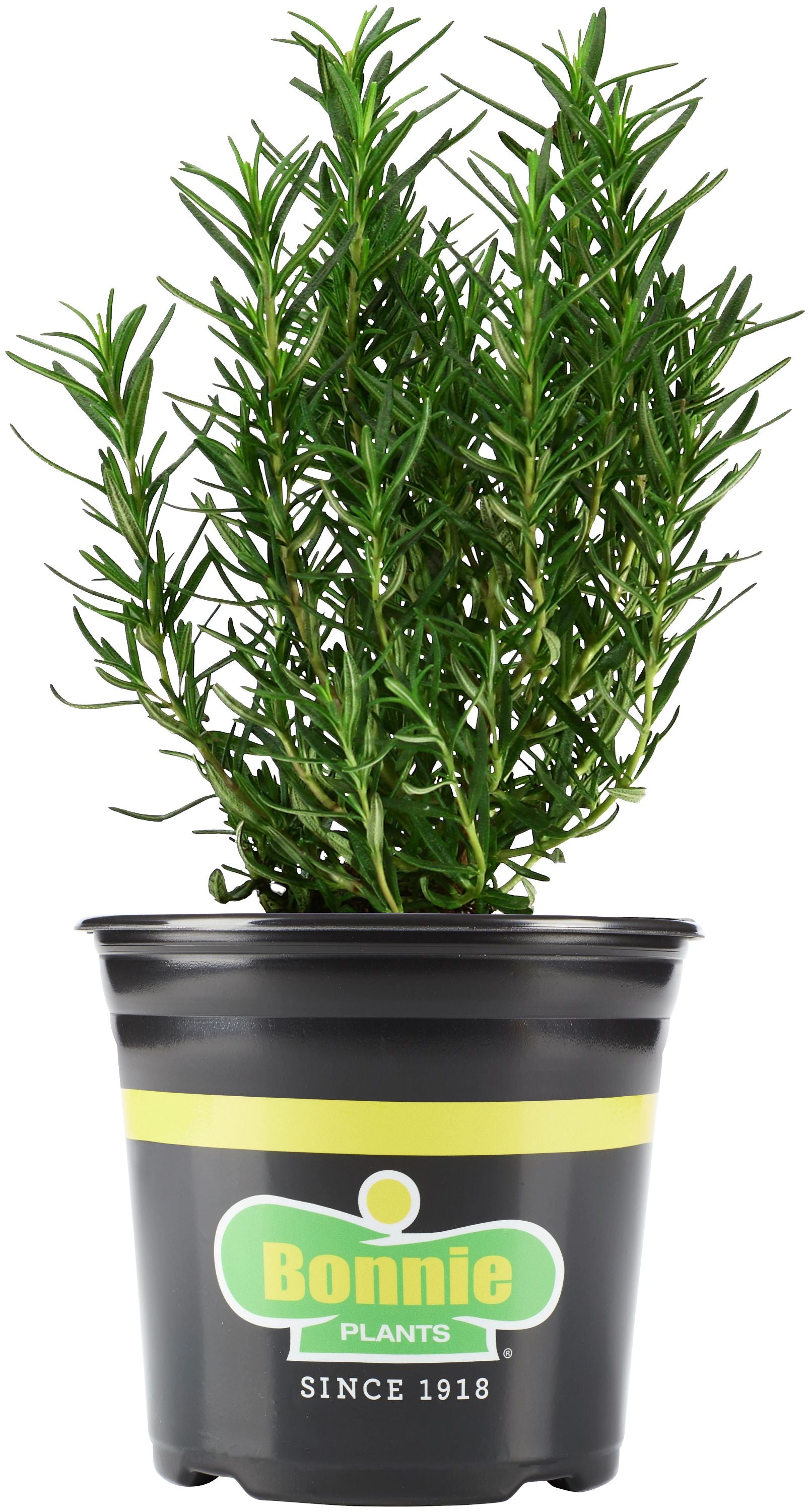 Rosemary – Bonnie Plants