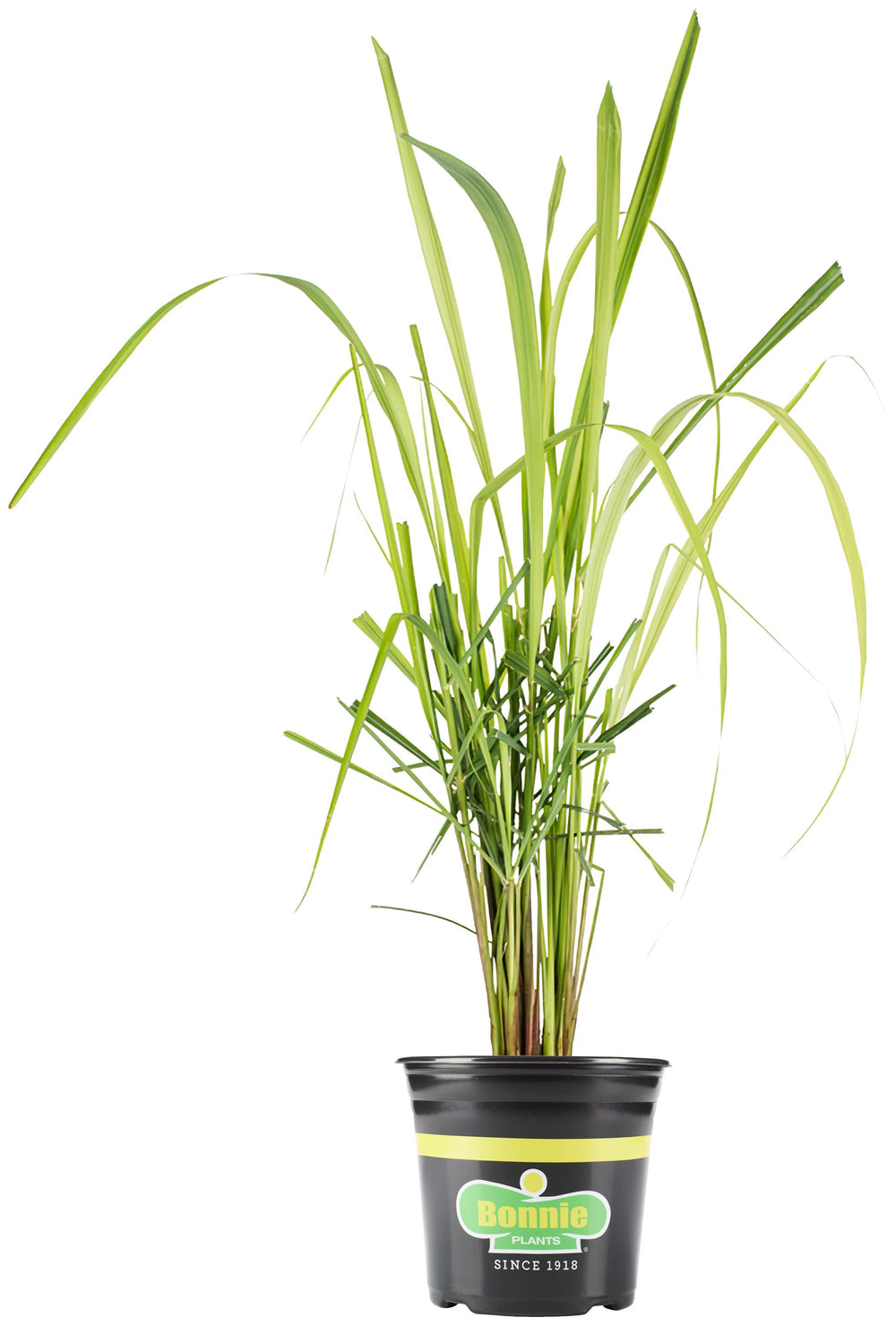 plant lemongrass in pot Lemongrass| Bonnie Plants