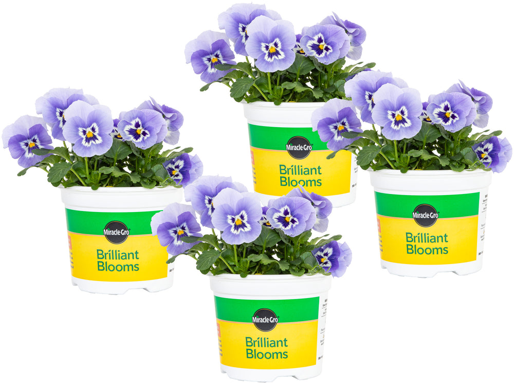 Miracle-Gro® Brilliant Blooms™ Marina Pansy