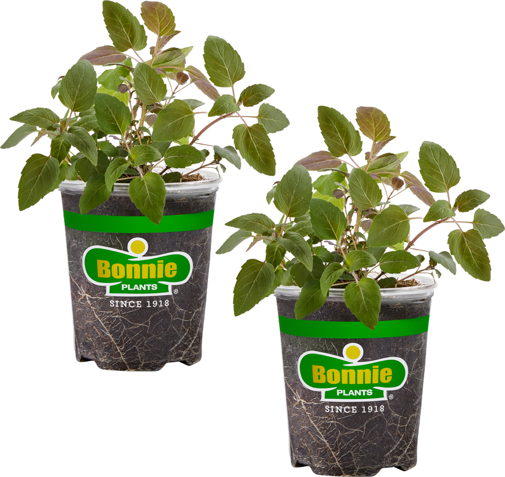 planting bee balm in pots Bee Balm (2 Pack) – Bonnie Plants