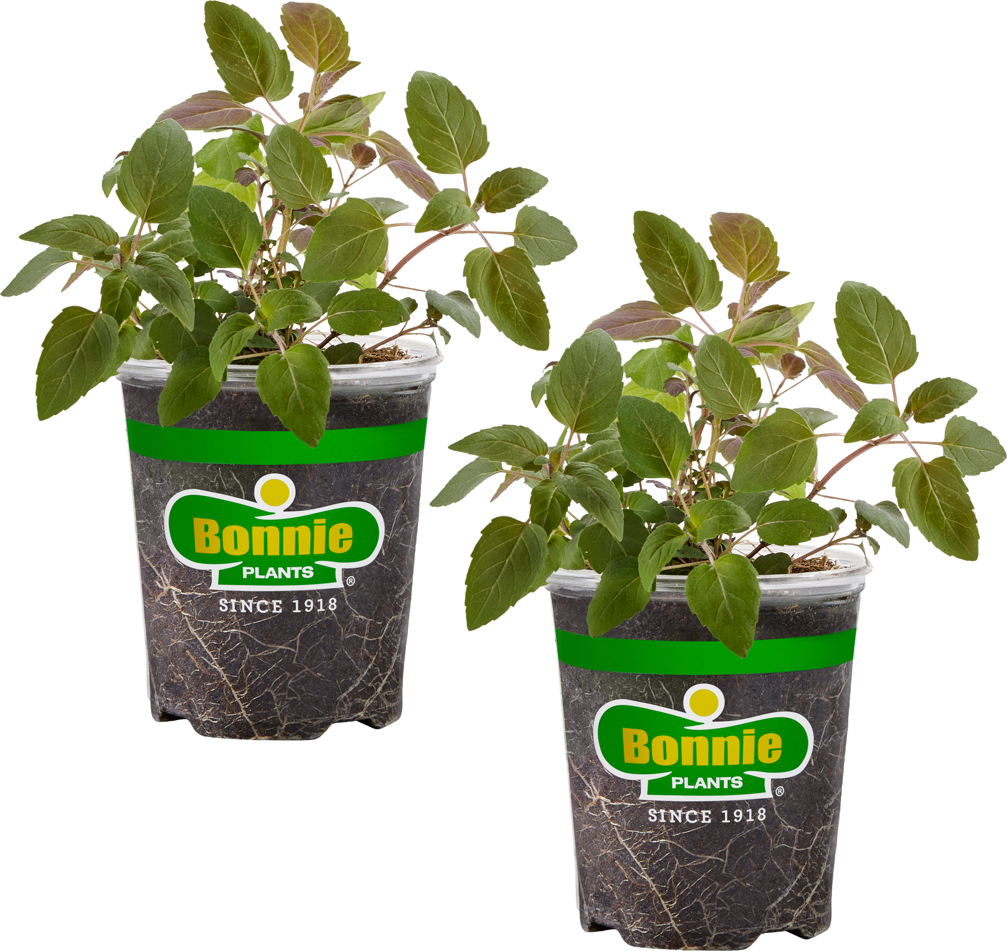 can bee balm be planted in a pot Bee Balm (2 Pack)