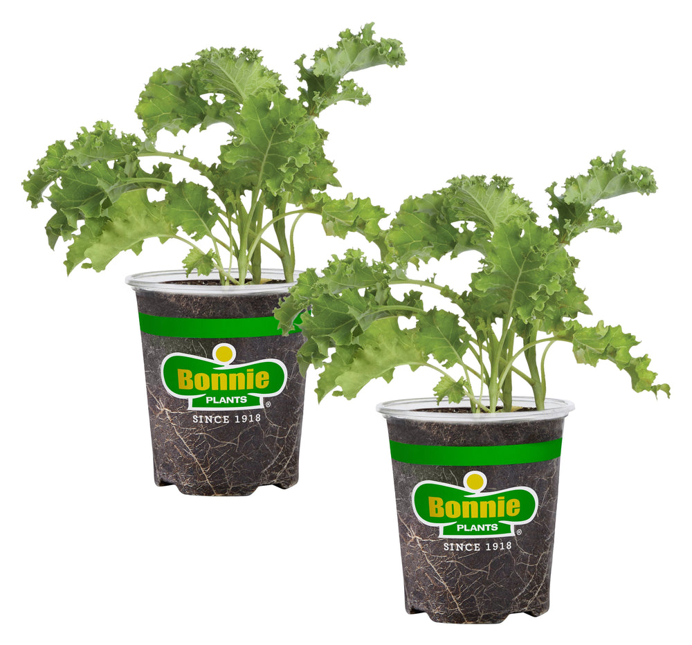 planting kale seeds in a pot Curly Kale