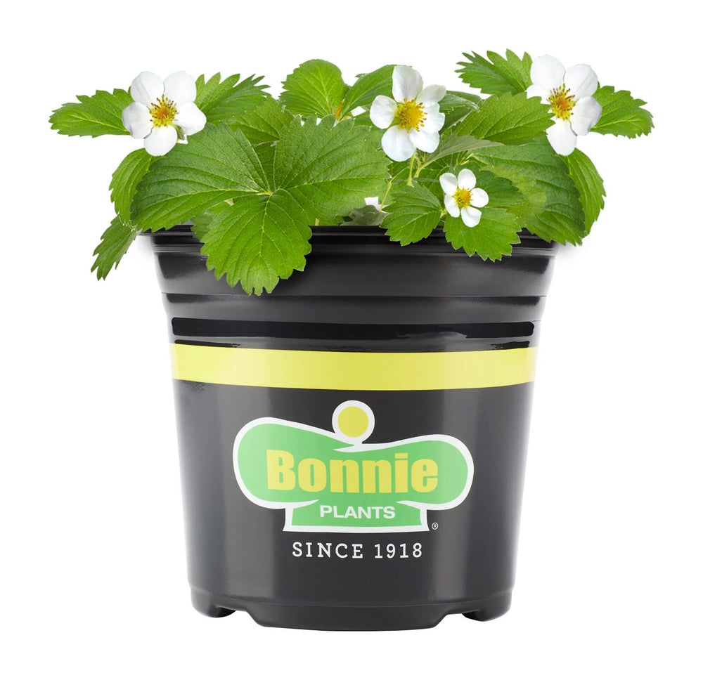 strawberry potted plants for sale Bonnie Plants Strawberry