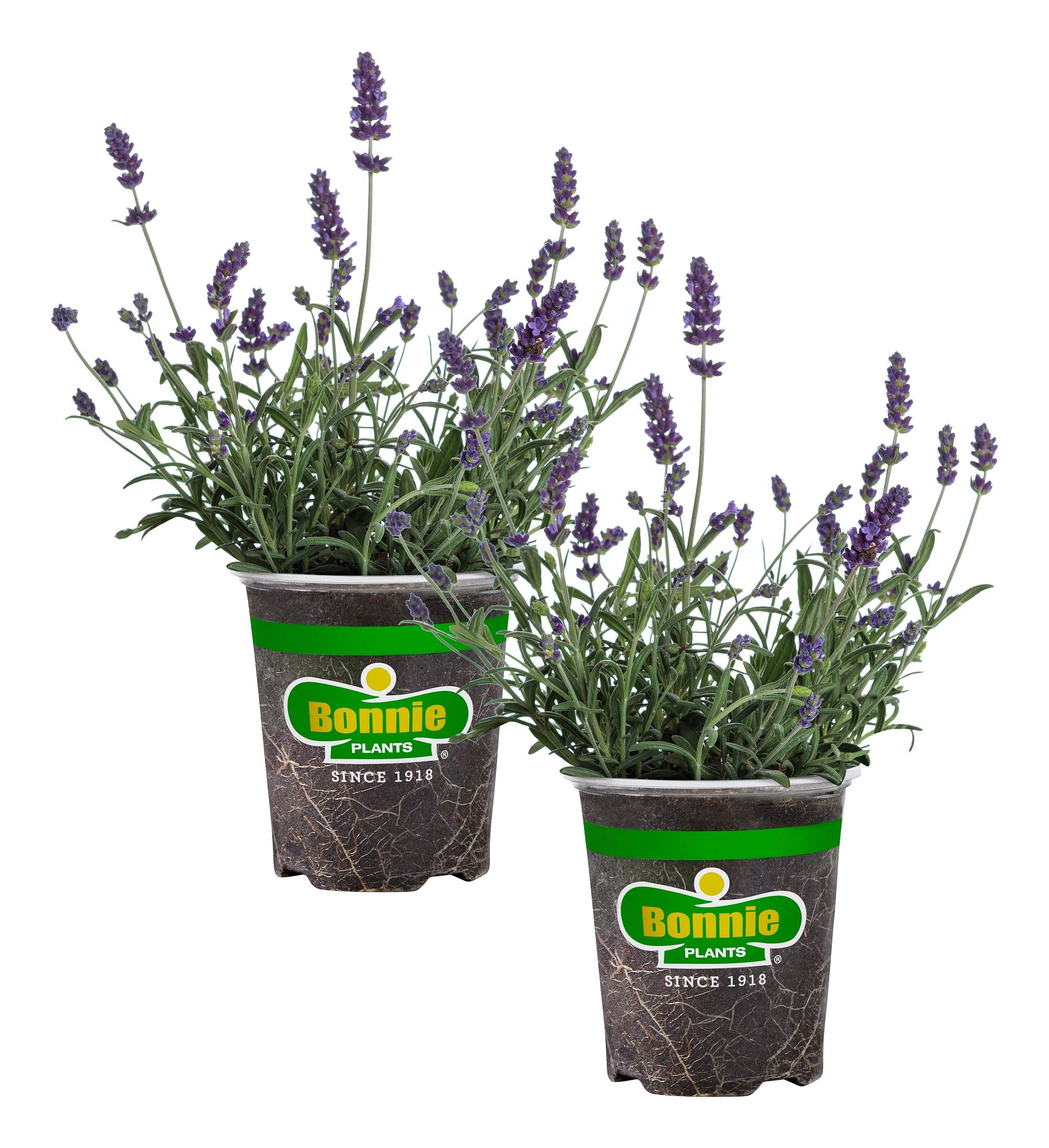 lavender bush plant Lavender