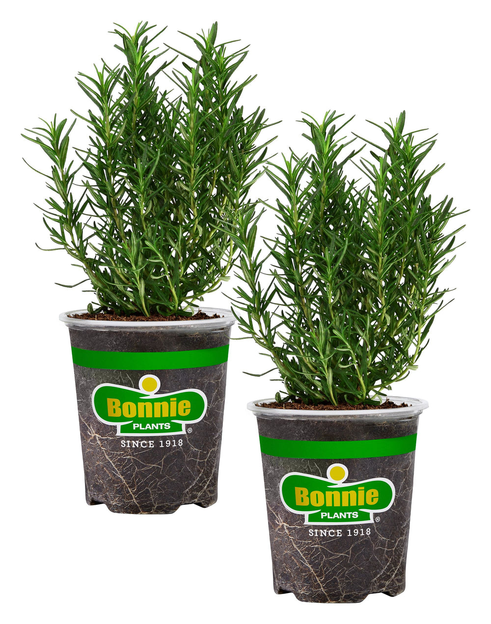 can you plant rosemary in a pot Rosemary
