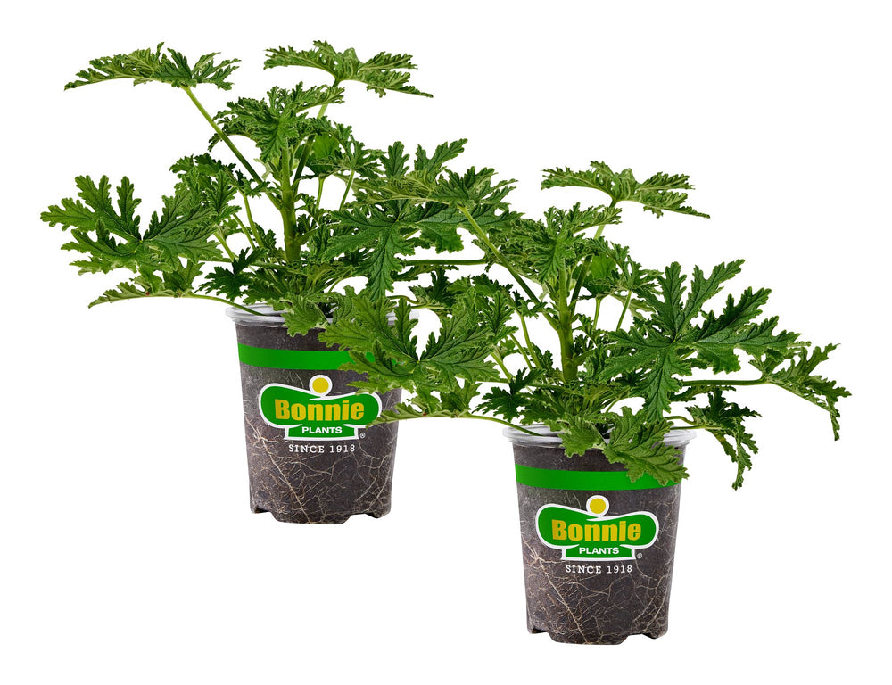 is citronella an indoor plant Citronella Mosquito Plant 2-Pack