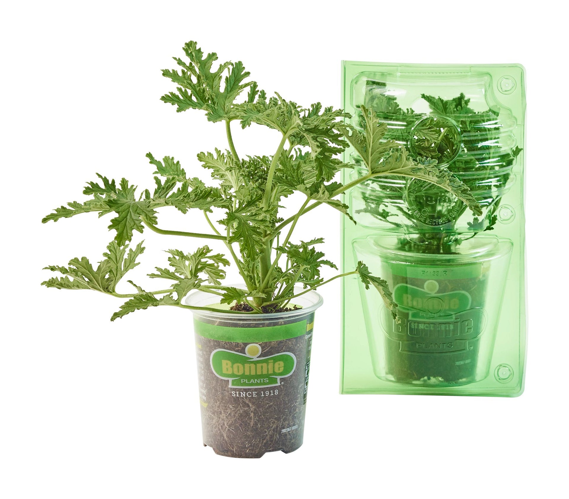 Citronella Mosquito Plant 2 Pack Bonnie Plants 0274