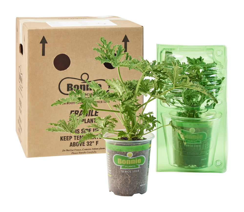 Corrugated Boxes packaging