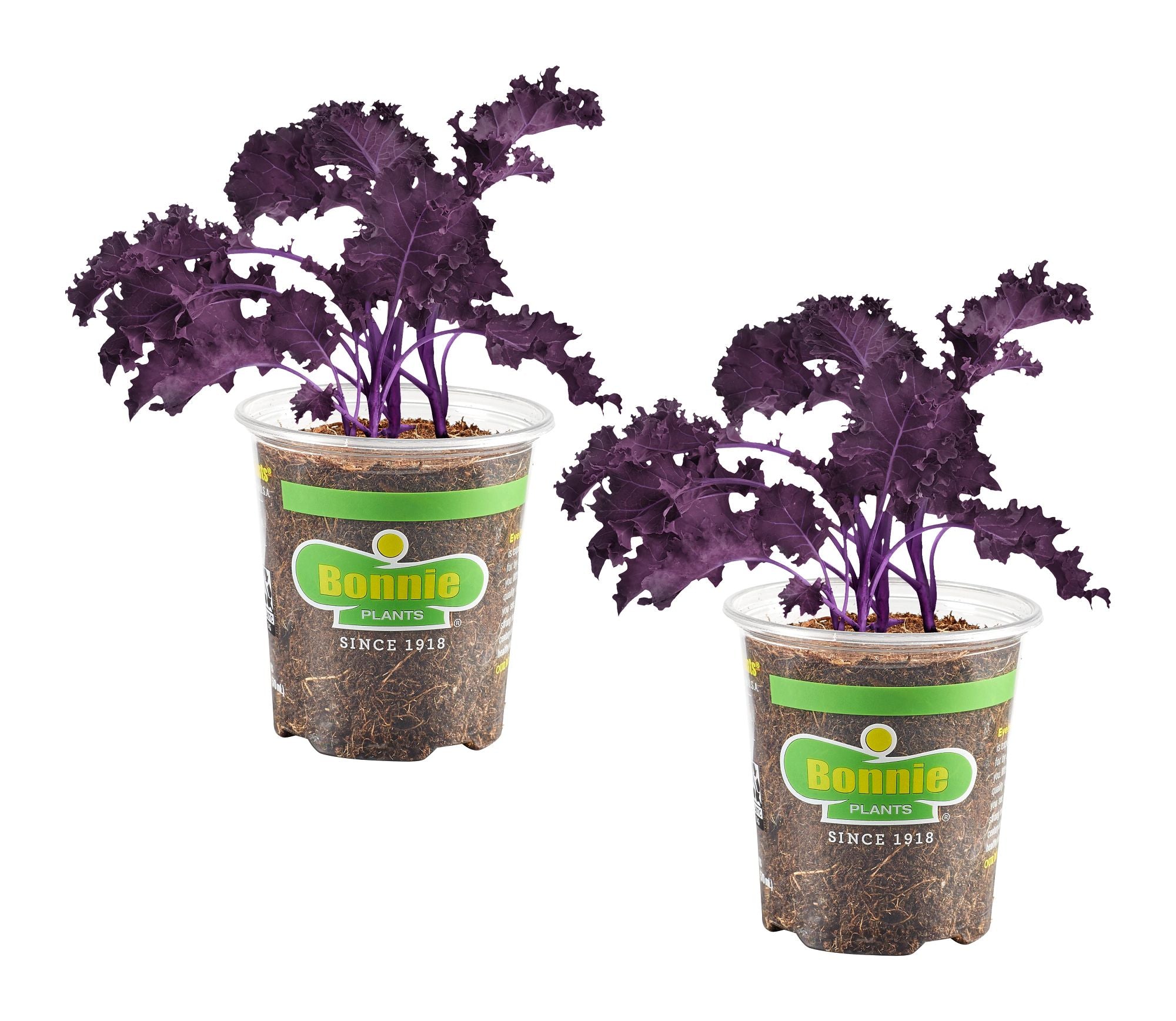 Purple Kale 2-Pack
