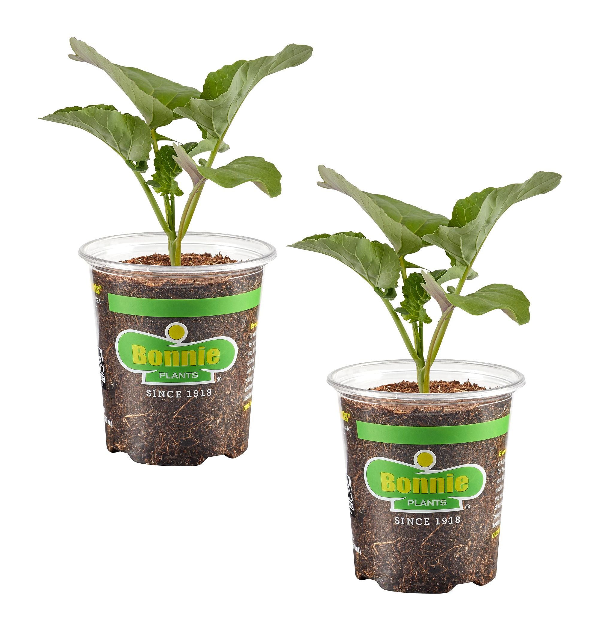 broccoli succulent Aspabroc Baby Broccoli 2-Pack