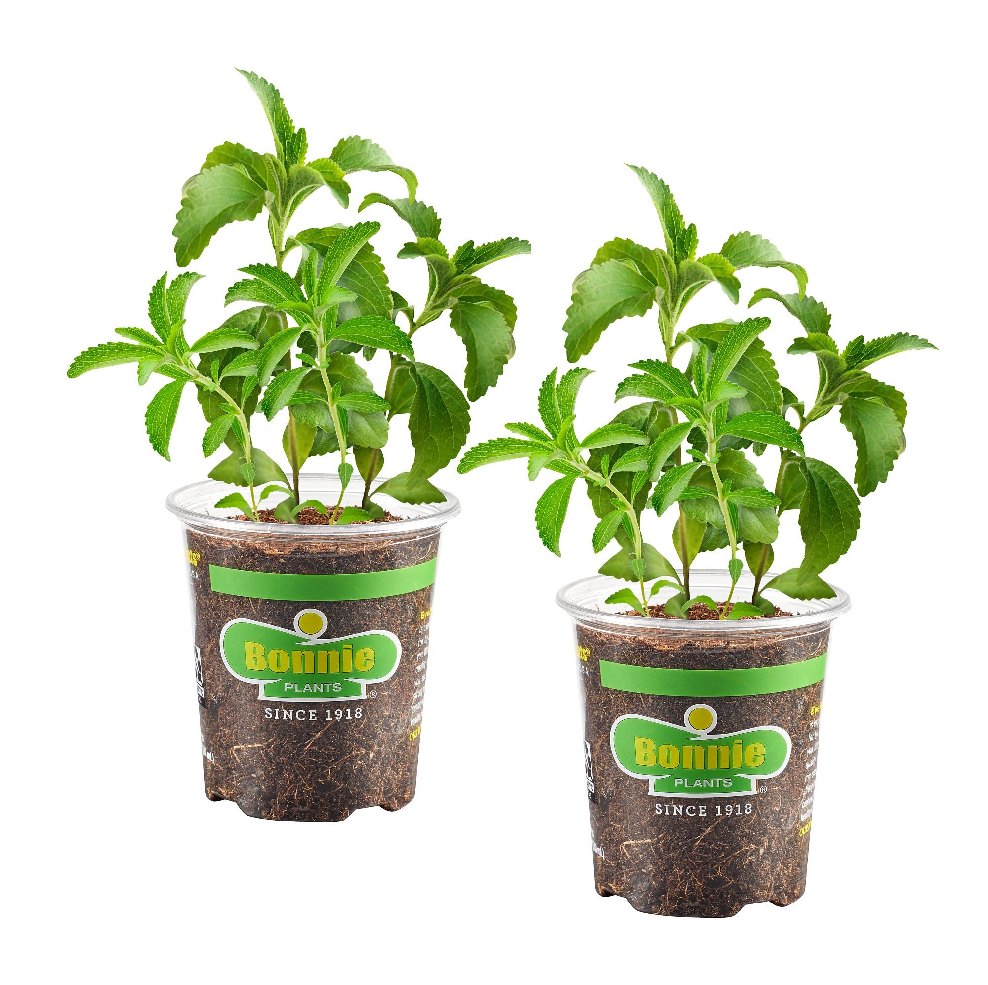 planting stevia in pots Stevia 2-Pack