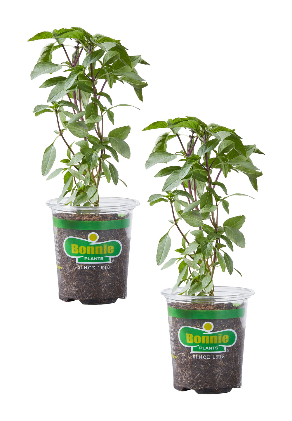 thai plant pots Thai Basil 2-Pack