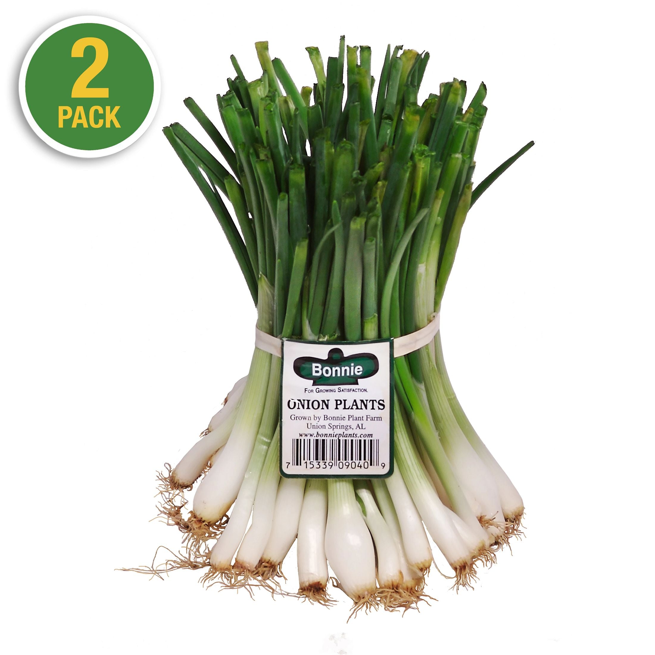 Georgia Sweet Onion (2 Pack) – Bonnie Plants
