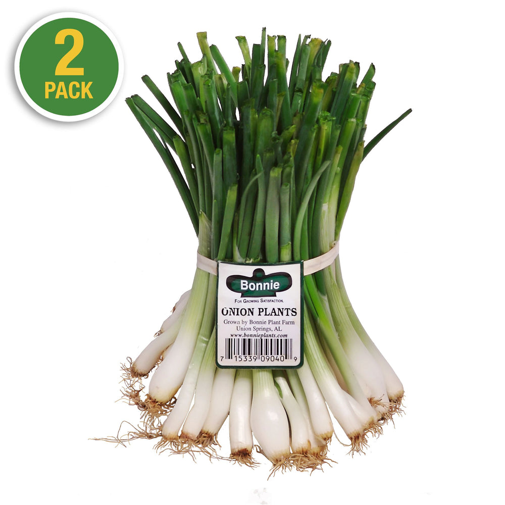 Candy Onion (2 Pack)