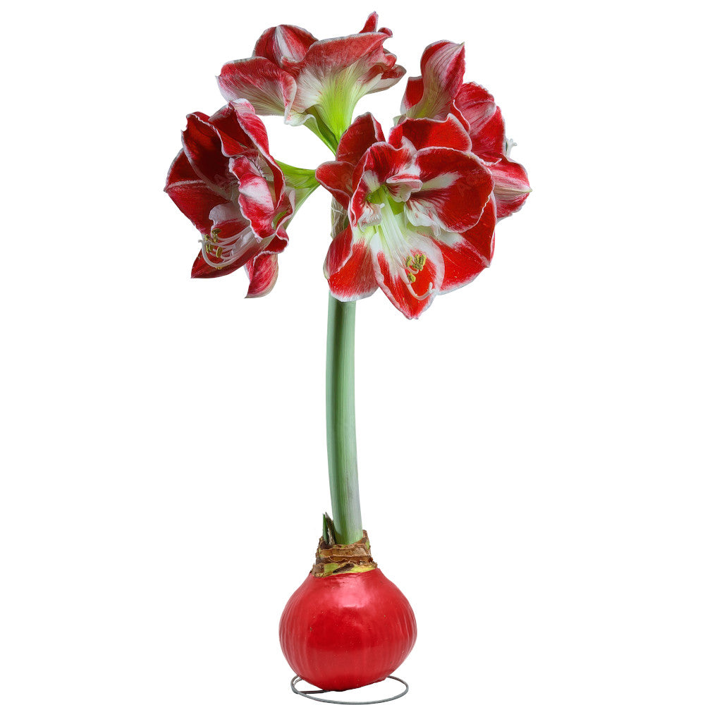 Waxed Amaryllis Bulb