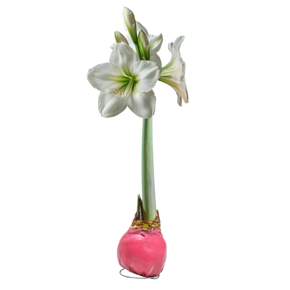 amaryllis lily flower bulbs Waxed Amaryllis Bulb – Bonnie Plants