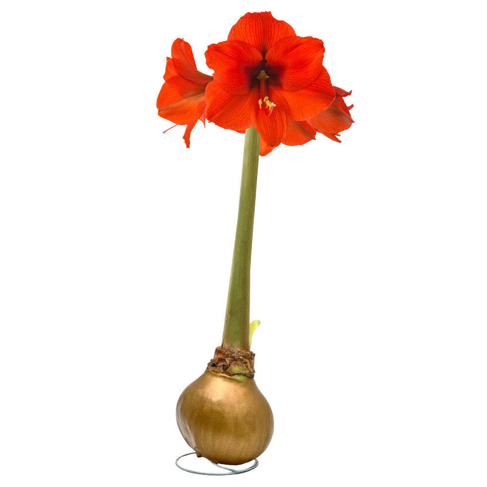 Waxed Amaryllis Bulb